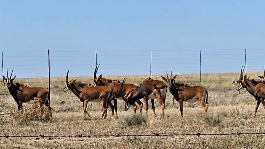 5 Bedroom Property for Sale in Edenburg Rural Free State